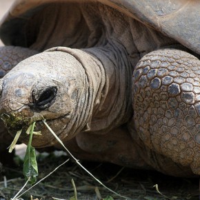 Gli animali delle Galapagos: uno spettacolo naturale da vedere