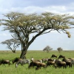 Visitare la Tanzania: ecco i mesi migliori