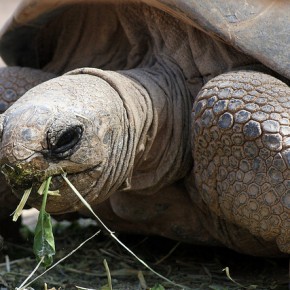 Animali Galapagos