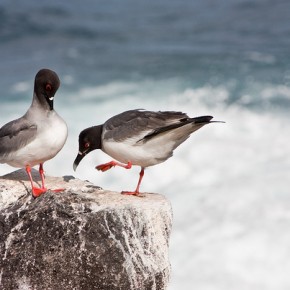 Galapagos quando andare