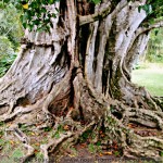 Albero di Mauritius