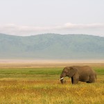 elephant-2683007_1280